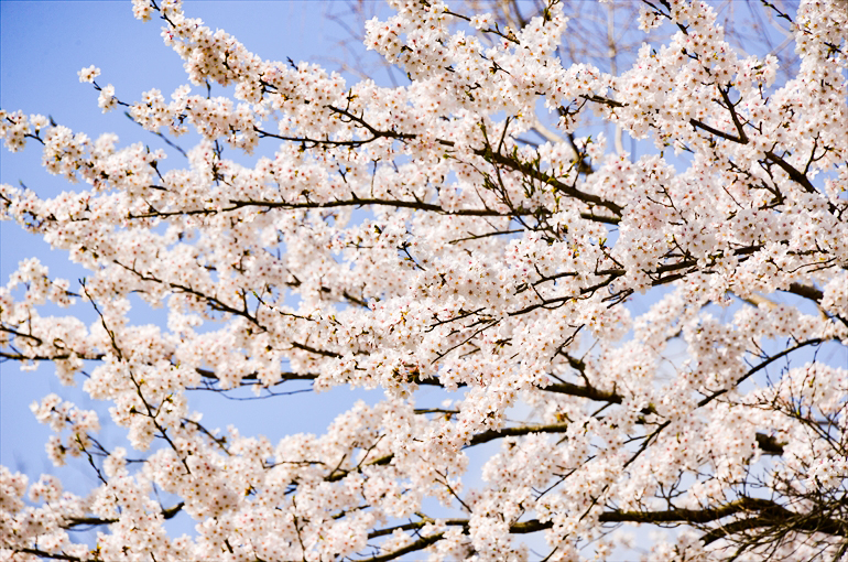 「お花見久兵衛」目の前の桜