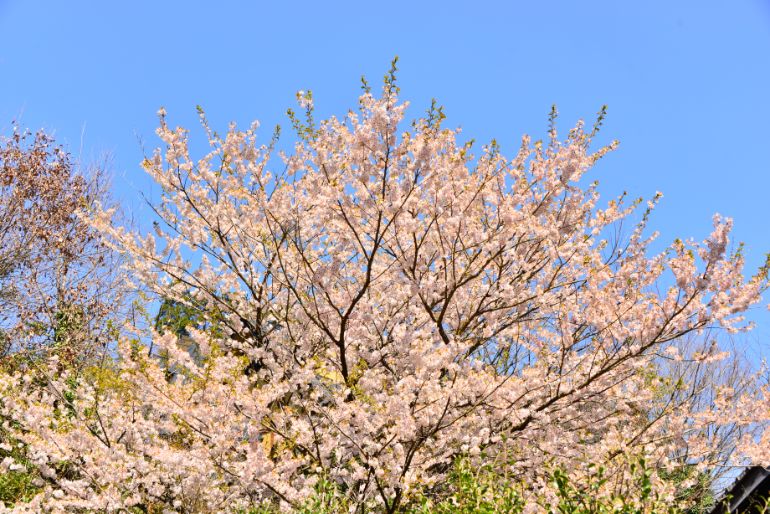 Cherry blossoms around Fumoto Ryokan