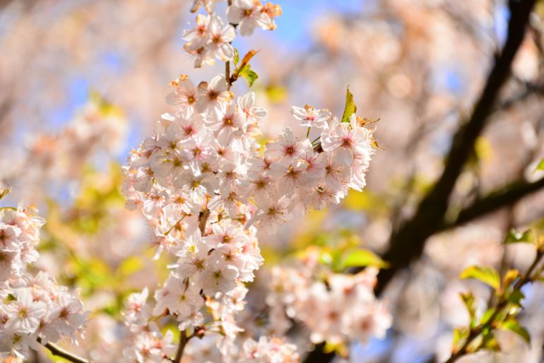 Cherry blossoms around Fumoto Ryokan