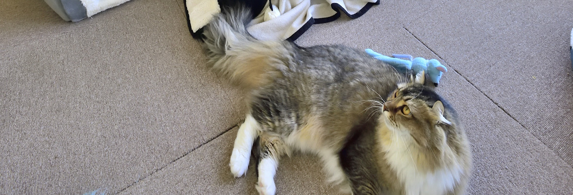 入り口には、自宅と猫ルームを行ったり来たりの猫好きには堪らない