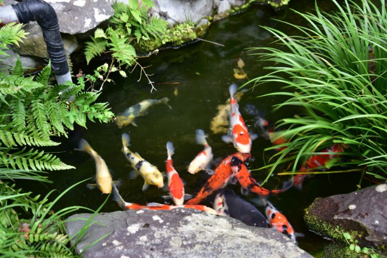 「ふもと旅館」前の池で泳ぐ美しい鯉